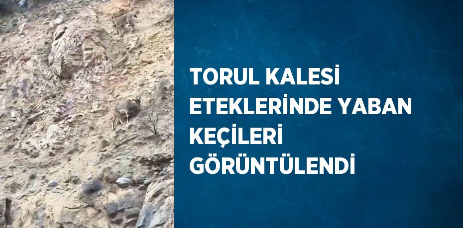 TORUL KALESİ ETEKLERİNDE YABAN KEÇİLERİ GÖRÜNTÜLENDİ