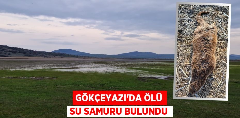 GÖKÇEYAZI’DA ÖLÜ SU SAMURU BULUNDU