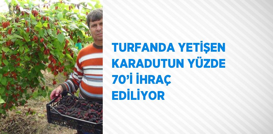 TURFANDA YETİŞEN KARADUTUN YÜZDE 70’İ İHRAÇ EDİLİYOR