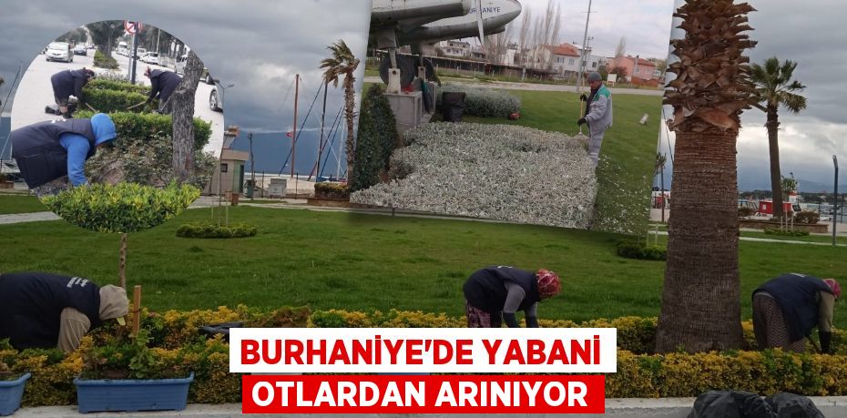 BURHANİYE'DE YABANİ OTLARDAN ARINIYOR