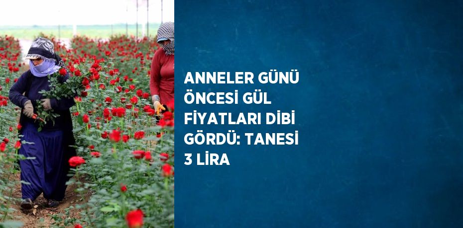 ANNELER GÜNÜ ÖNCESİ GÜL FİYATLARI DİBİ GÖRDÜ: TANESİ 3 LİRA