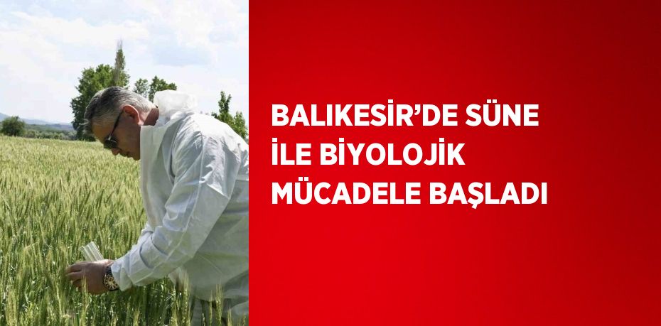 BALIKESİR’DE SÜNE İLE BİYOLOJİK MÜCADELE BAŞLADI