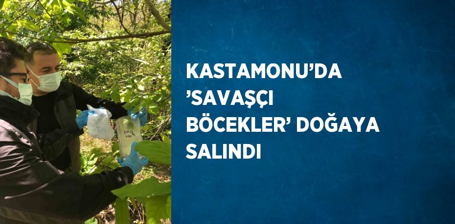 KASTAMONU’DA ’SAVAŞÇI BÖCEKLER’ DOĞAYA SALINDI