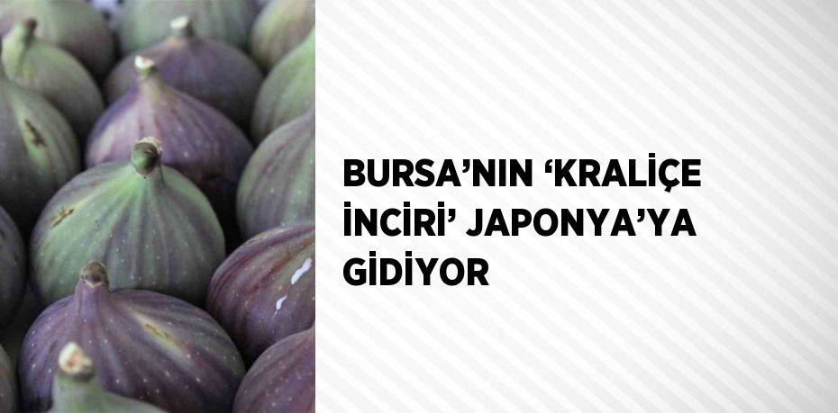 BURSA’NIN ‘KRALİÇE İNCİRİ’ JAPONYA’YA GİDİYOR