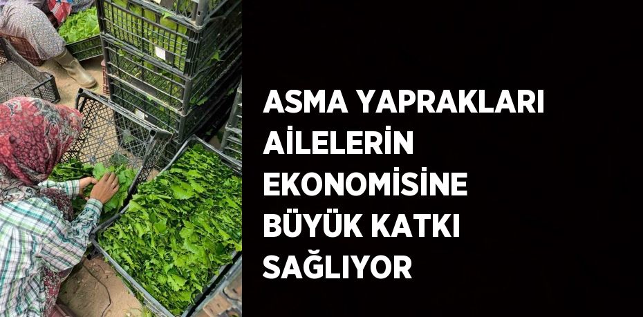 ASMA YAPRAKLARI AİLELERİN EKONOMİSİNE BÜYÜK KATKI SAĞLIYOR