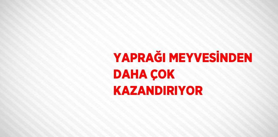 YAPRAĞI MEYVESİNDEN DAHA ÇOK KAZANDIRIYOR