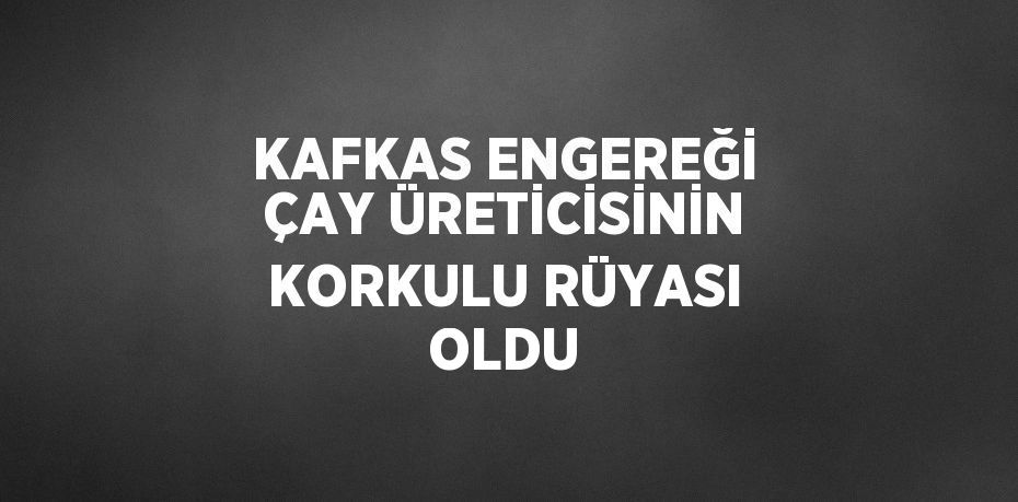 KAFKAS ENGEREĞİ ÇAY ÜRETİCİSİNİN KORKULU RÜYASI OLDU