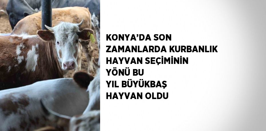 KONYA’DA SON ZAMANLARDA KURBANLIK HAYVAN SEÇİMİNİN YÖNÜ BU YIL BÜYÜKBAŞ HAYVAN OLDU
