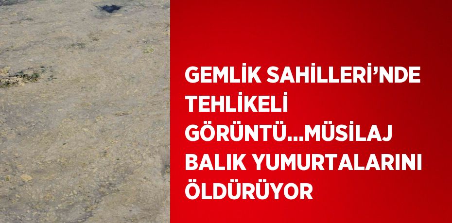 GEMLİK SAHİLLERİ’NDE TEHLİKELİ GÖRÜNTÜ...MÜSİLAJ BALIK YUMURTALARINI ÖLDÜRÜYOR