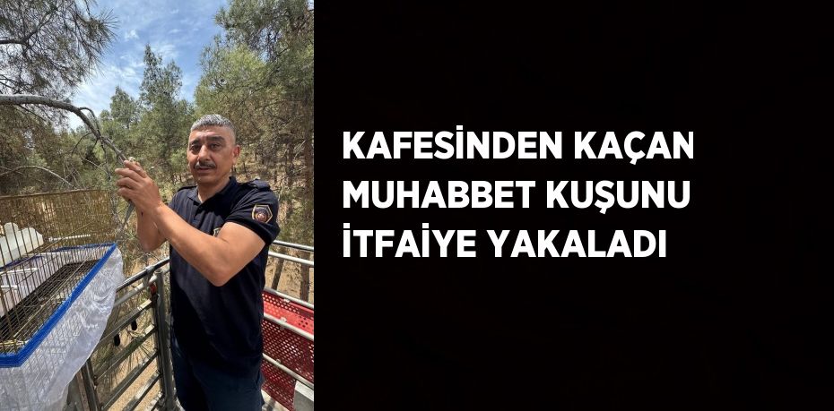 KAFESİNDEN KAÇAN MUHABBET KUŞUNU İTFAİYE YAKALADI