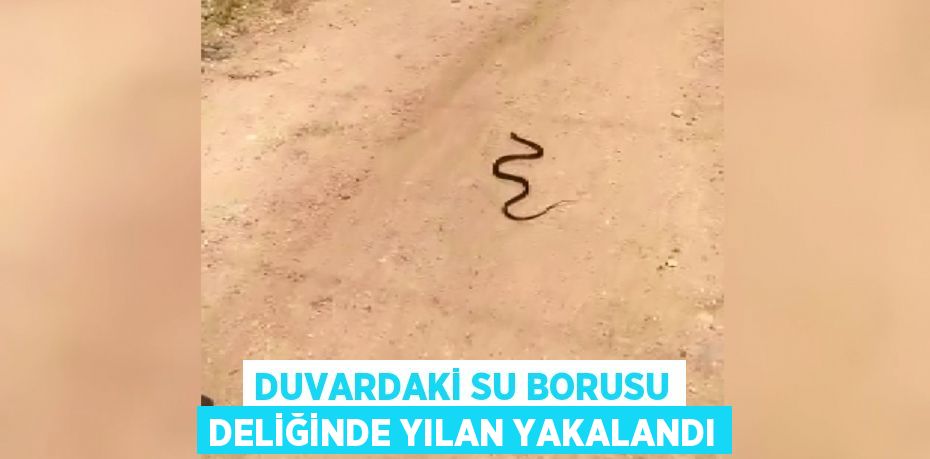 Duvardaki su borusu deliğinde yılan yakalandı