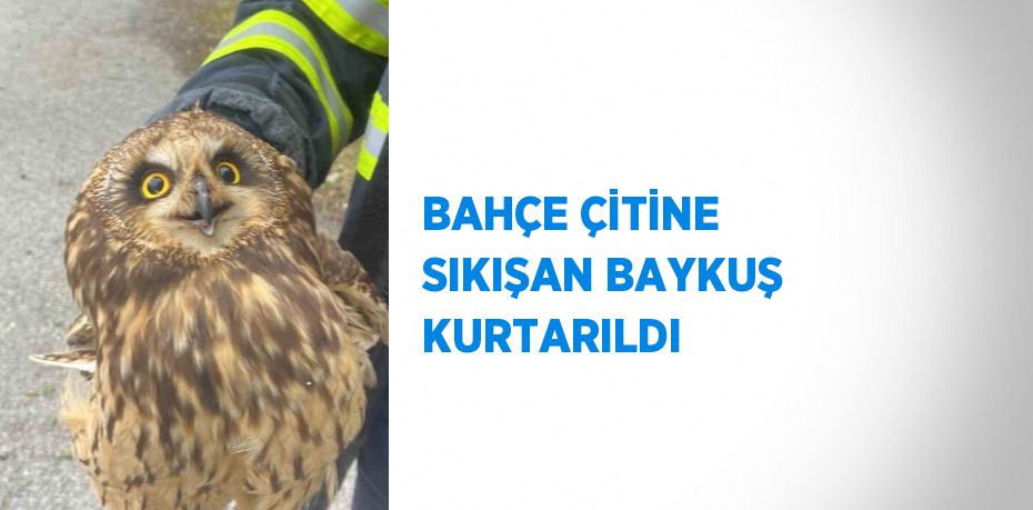 BAHÇE ÇİTİNE SIKIŞAN BAYKUŞ KURTARILDI