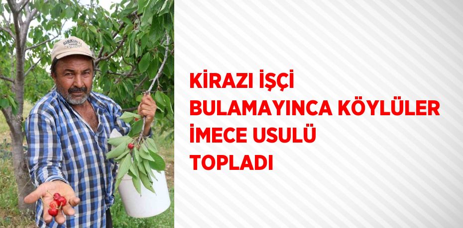 KİRAZI İŞÇİ BULAMAYINCA KÖYLÜLER İMECE USULÜ TOPLADI