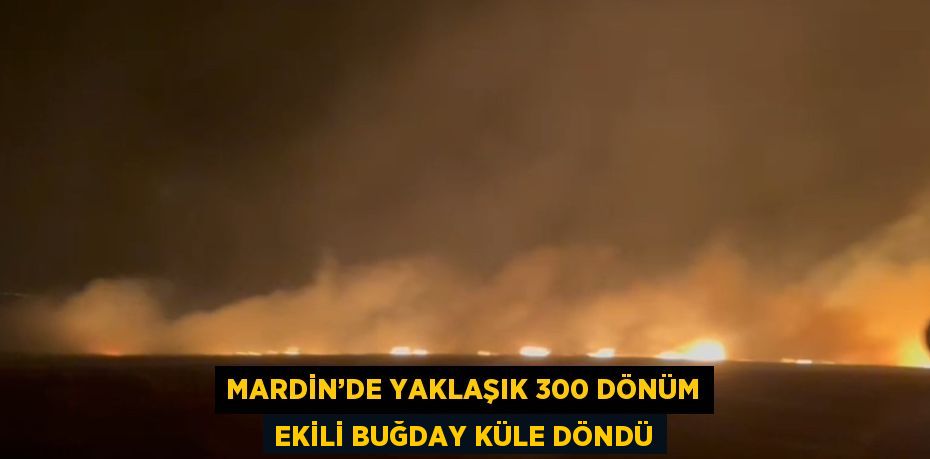 MARDİN’DE YAKLAŞIK 300 DÖNÜM EKİLİ BUĞDAY KÜLE DÖNDÜ