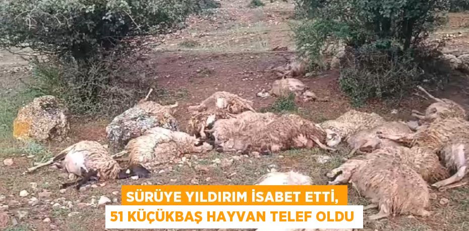 SÜRÜYE YILDIRIM İSABET ETTİ, 51 KÜÇÜKBAŞ HAYVAN TELEF OLDU