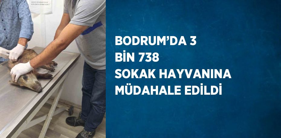 BODRUM’DA 3 BİN 738 SOKAK HAYVANINA MÜDAHALE EDİLDİ