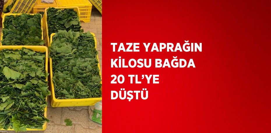 TAZE YAPRAĞIN KİLOSU BAĞDA 20 TL’YE DÜŞTÜ