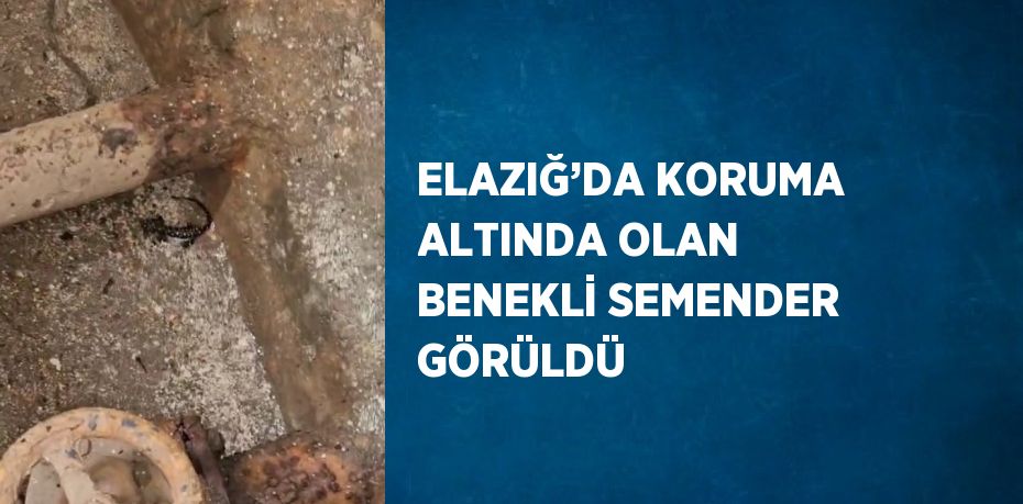 ELAZIĞ’DA KORUMA ALTINDA OLAN BENEKLİ SEMENDER GÖRÜLDÜ