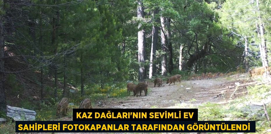 KAZ DAĞLARI'NIN SEVİMLİ EV SAHİPLERİ FOTOKAPANLAR TARAFINDAN GÖRÜNTÜLENDİ