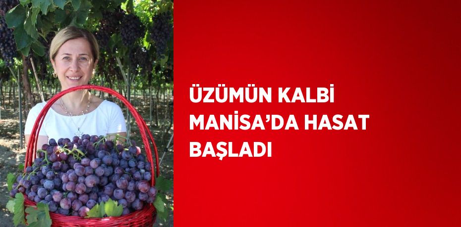 ÜZÜMÜN KALBİ MANİSA’DA HASAT BAŞLADI