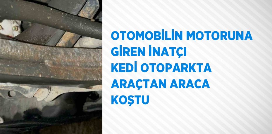 OTOMOBİLİN MOTORUNA GİREN İNATÇI KEDİ OTOPARKTA ARAÇTAN ARACA KOŞTU