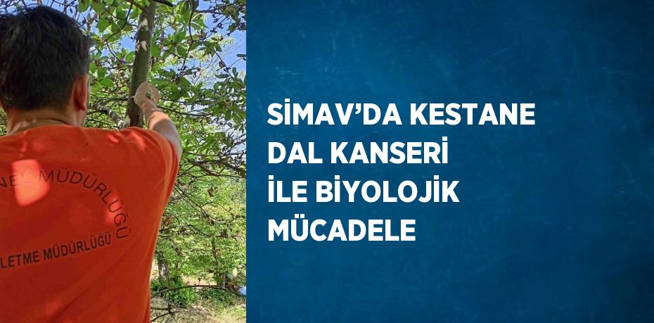 SİMAV’DA KESTANE DAL KANSERİ İLE BİYOLOJİK MÜCADELE