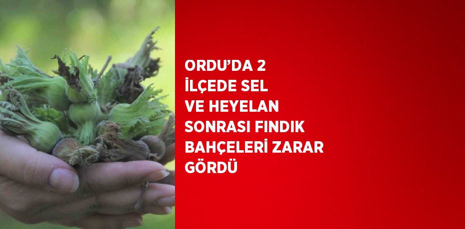 ORDU’DA 2 İLÇEDE SEL VE HEYELAN SONRASI FINDIK BAHÇELERİ ZARAR GÖRDÜ