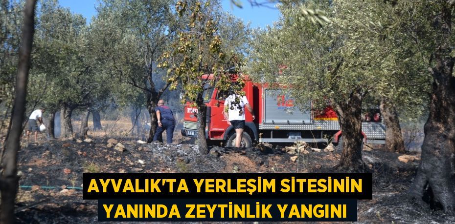 AYVALIK’TA YERLEŞİM SİTESİNİN YANINDA ZEYTİNLİK YANGINI