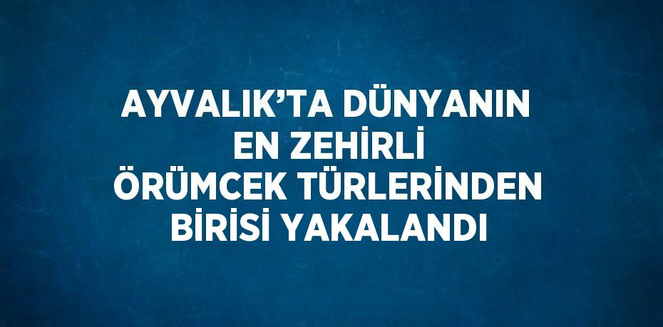 AYVALIK’TA DÜNYANIN EN ZEHİRLİ ÖRÜMCEK TÜRLERİNDEN BİRİSİ YAKALANDI