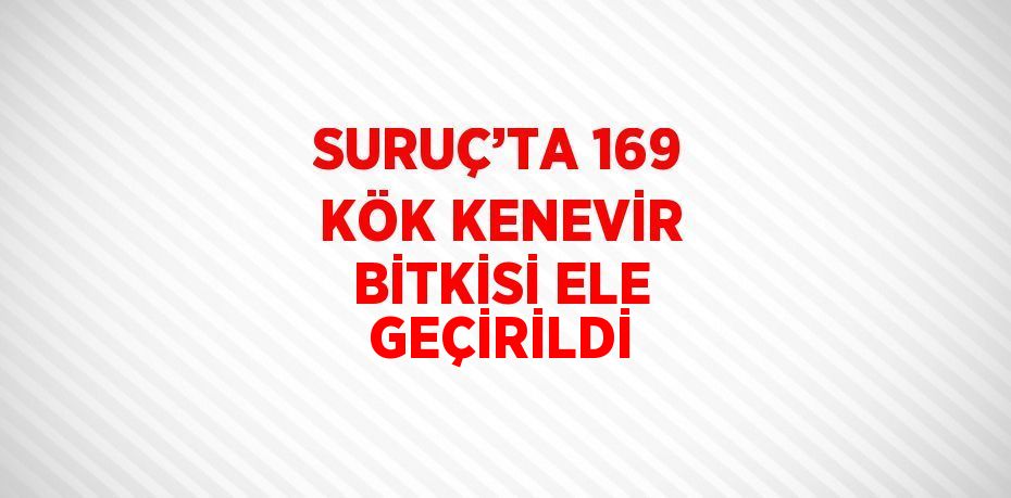 SURUÇ’TA 169 KÖK KENEVİR BİTKİSİ ELE GEÇİRİLDİ