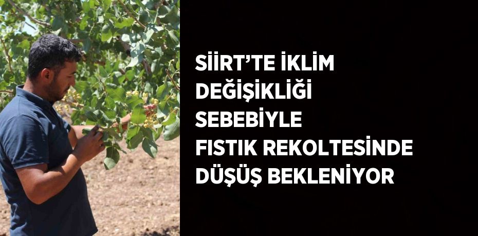 SİİRT’TE İKLİM DEĞİŞİKLİĞİ SEBEBİYLE FISTIK REKOLTESİNDE DÜŞÜŞ BEKLENİYOR