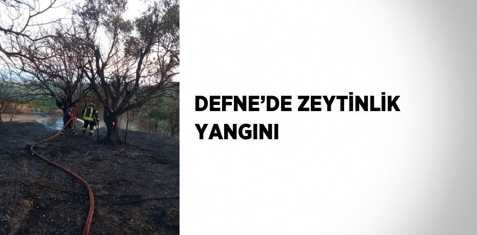 DEFNE’DE ZEYTİNLİK YANGINI