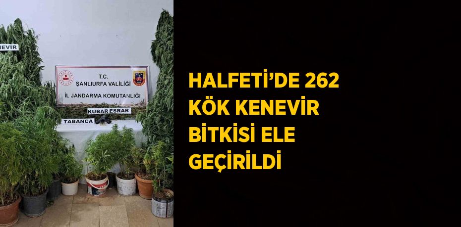 HALFETİ’DE 262 KÖK KENEVİR BİTKİSİ ELE GEÇİRİLDİ