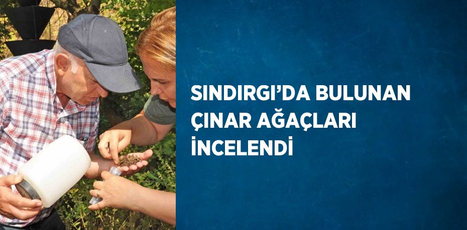 SINDIRGI’DA BULUNAN ÇINAR AĞAÇLARI İNCELENDİ