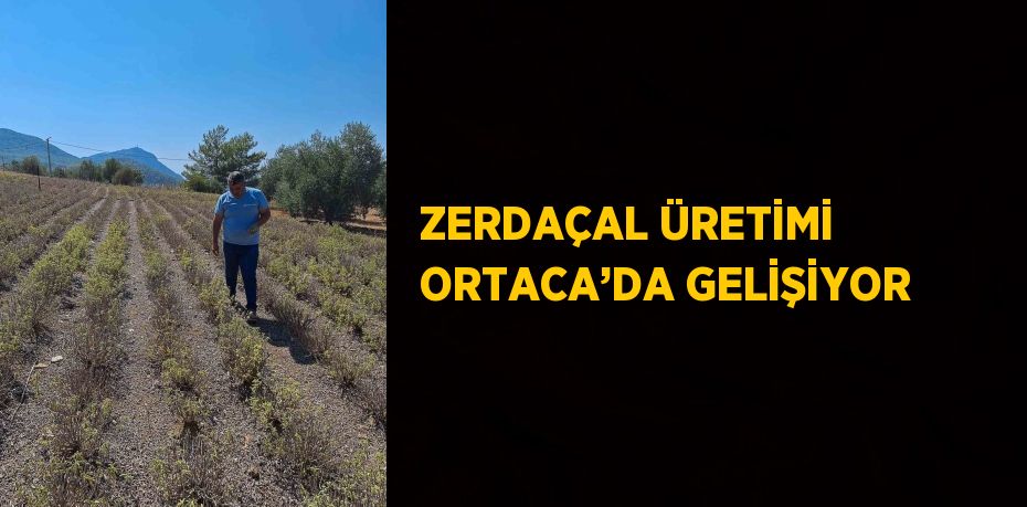 ZERDAÇAL ÜRETİMİ ORTACA’DA GELİŞİYOR