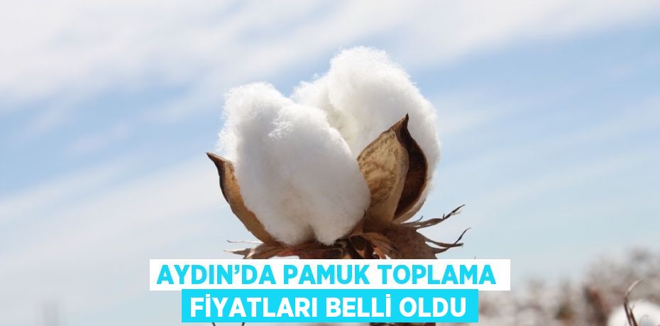 AYDIN’DA PAMUK TOPLAMA FİYATLARI BELLİ OLDU