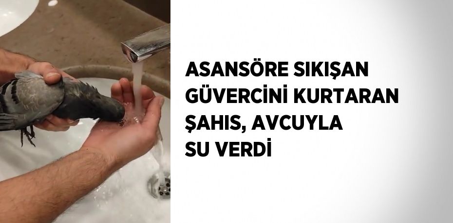 ASANSÖRE SIKIŞAN GÜVERCİNİ KURTARAN ŞAHIS, AVCUYLA SU VERDİ