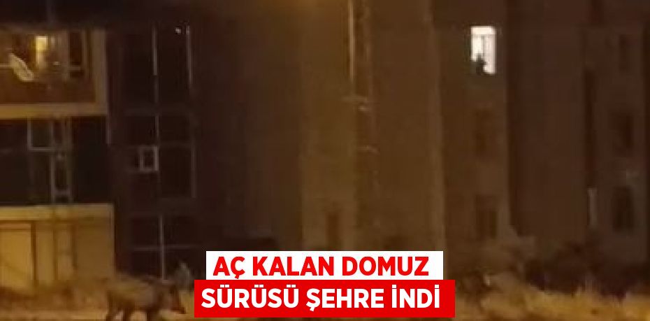 AÇ KALAN DOMUZ SÜRÜSÜ ŞEHRE İNDİ