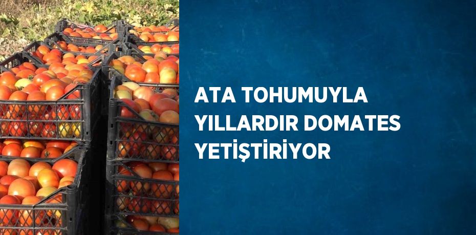 ATA TOHUMUYLA YILLARDIR DOMATES YETİŞTİRİYOR