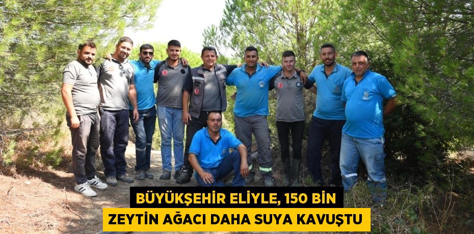 BÜYÜKŞEHİR ELİYLE, 150 BİN ZEYTİN AĞACI DAHA SUYA KAVUŞTU