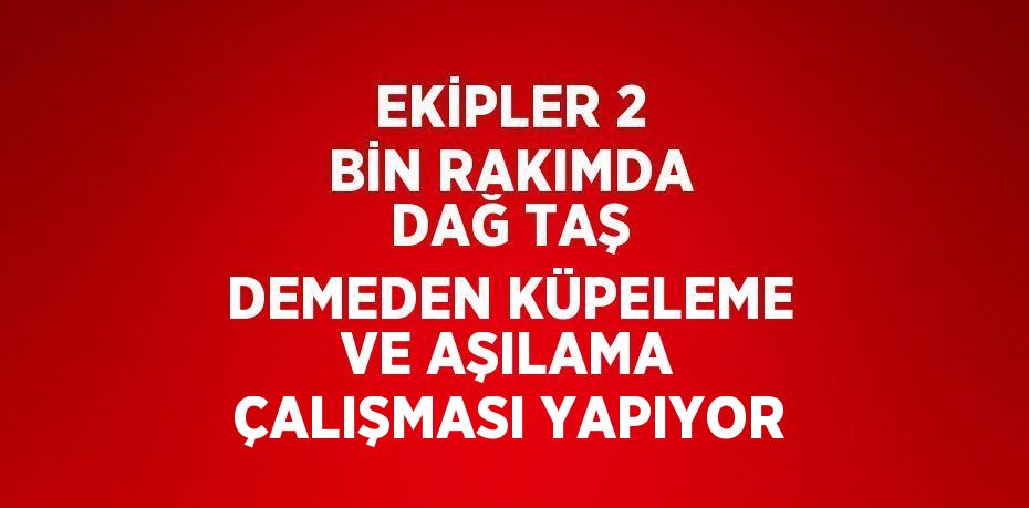 EKİPLER 2 BİN RAKIMDA DAĞ TAŞ DEMEDEN KÜPELEME VE AŞILAMA ÇALIŞMASI YAPIYOR