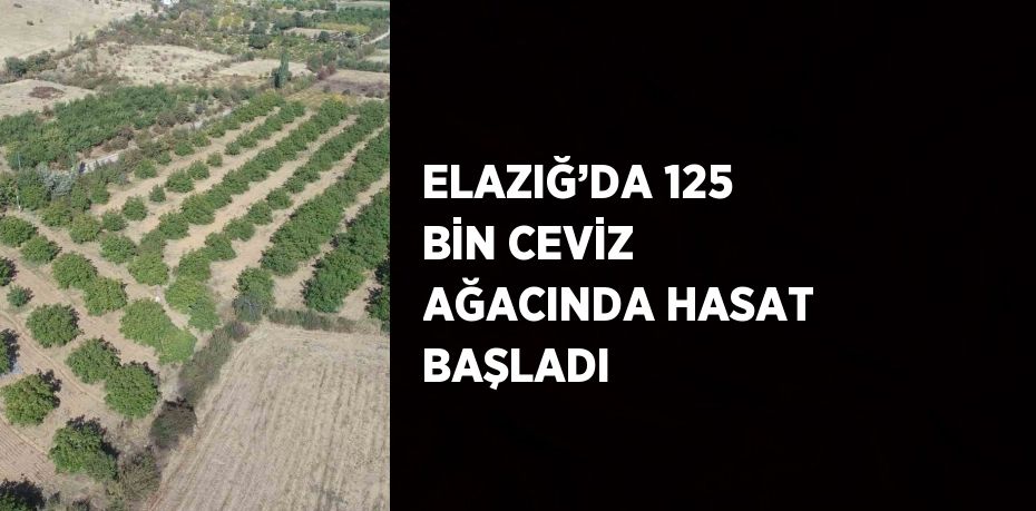 ELAZIĞ’DA 125 BİN CEVİZ AĞACINDA HASAT BAŞLADI