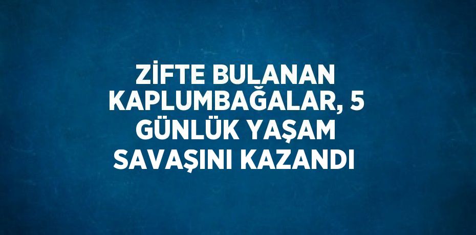 ZİFTE BULANAN KAPLUMBAĞALAR, 5 GÜNLÜK YAŞAM SAVAŞINI KAZANDI