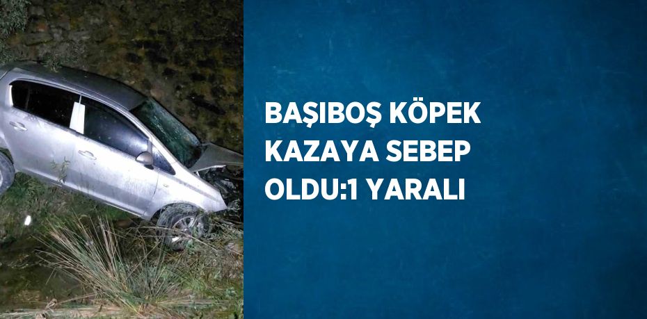 BAŞIBOŞ KÖPEK KAZAYA SEBEP OLDU:1 YARALI