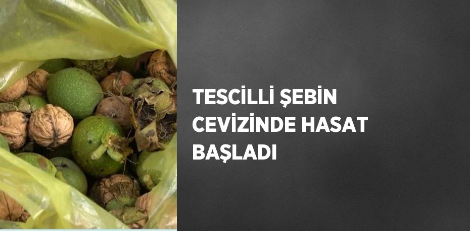 TESCİLLİ ŞEBİN CEVİZİNDE HASAT BAŞLADI