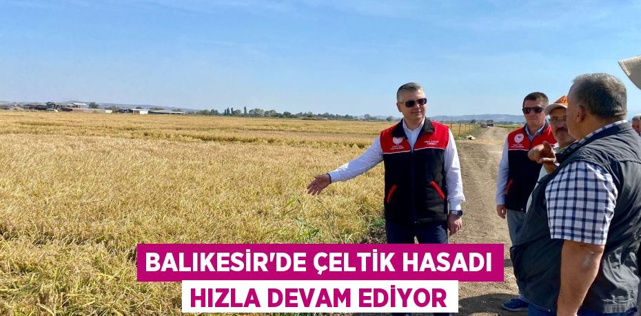 BALIKESİR'DE ÇELTİK HASADI HIZLA DEVAM EDİYOR