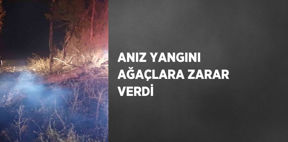 ANIZ YANGINI AĞAÇLARA ZARAR VERDİ