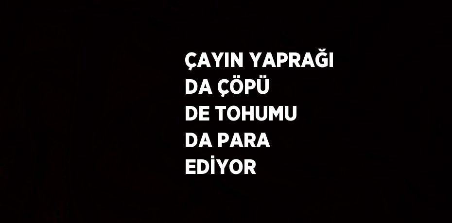 ÇAYIN YAPRAĞI DA ÇÖPÜ DE TOHUMU DA PARA EDİYOR