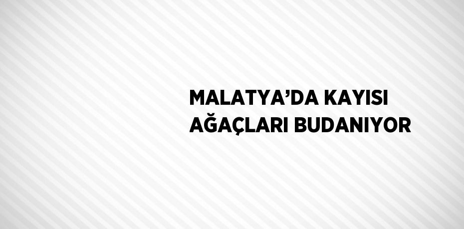 MALATYA’DA KAYISI AĞAÇLARI BUDANIYOR