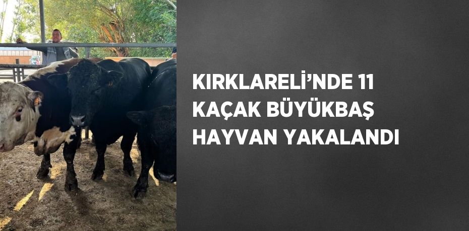 KIRKLARELİ’NDE 11 KAÇAK BÜYÜKBAŞ HAYVAN YAKALANDI